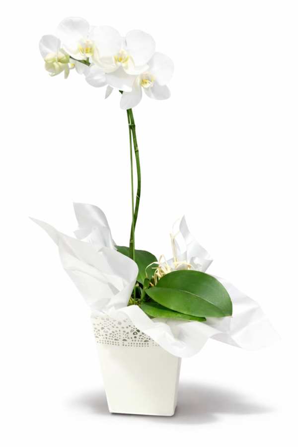 Grace and Serenity Orchid
