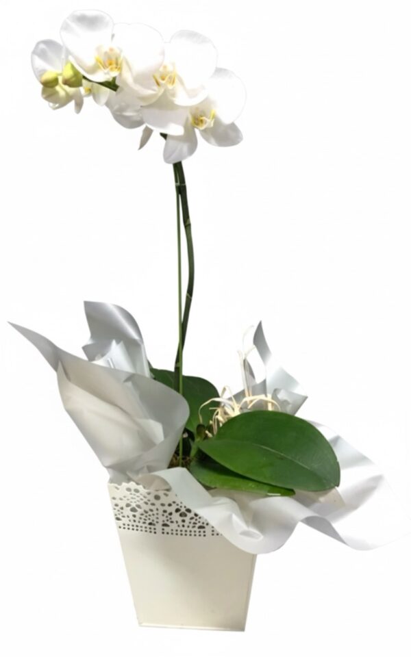 Potted Orchid