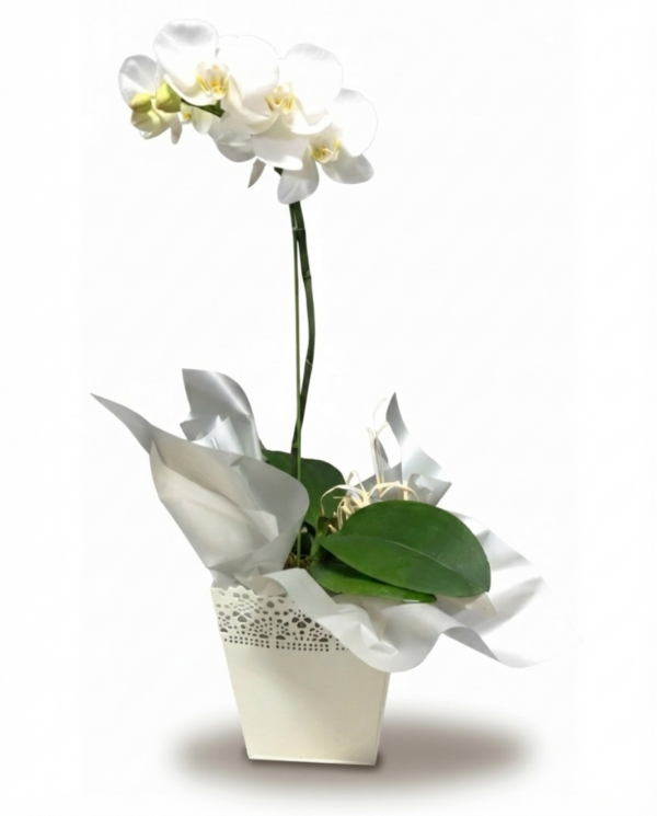 Potted Orchid
