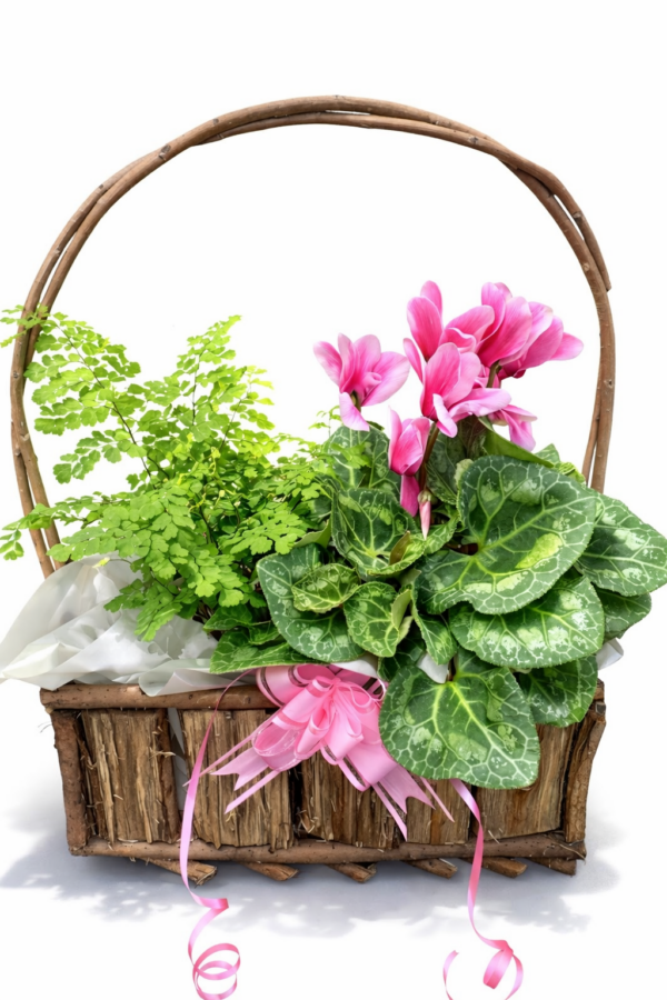 Mix Plant Basket