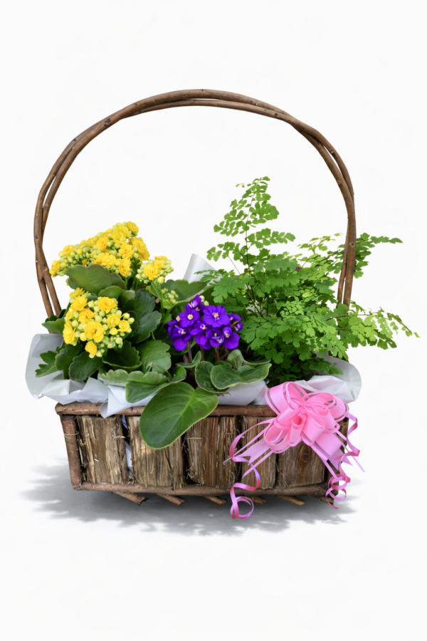 3 Plant Basket
