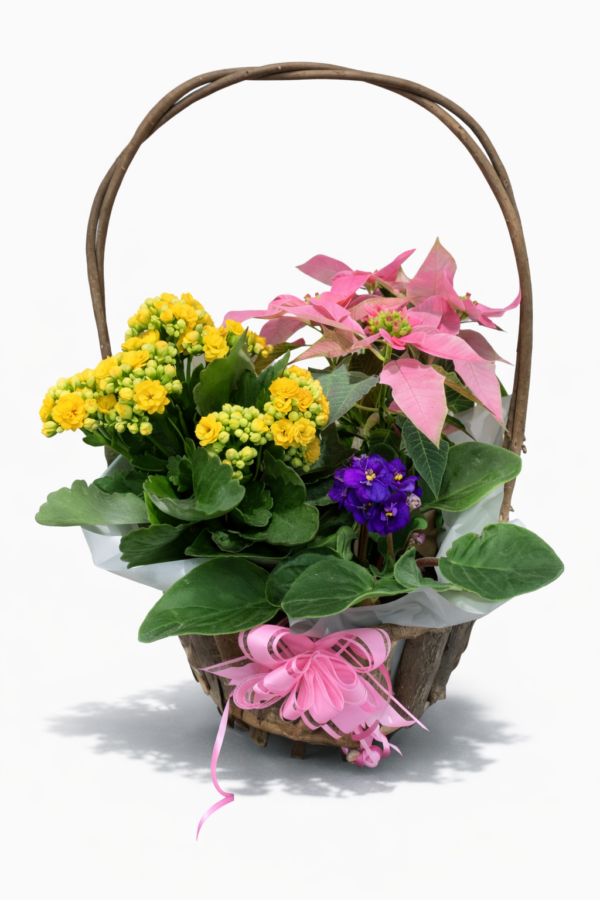 3 Plant Basket