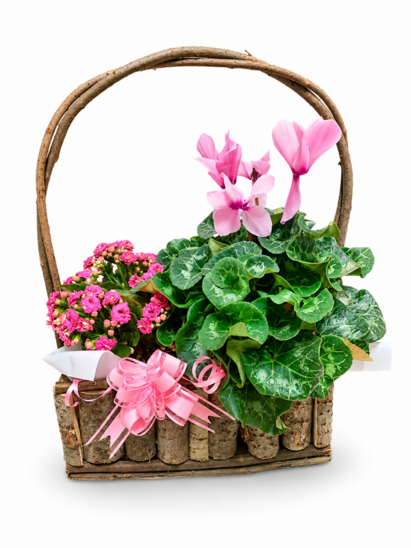 Mix Plant Basket
