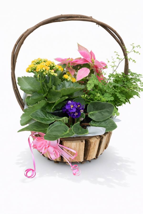 Basket of Plants