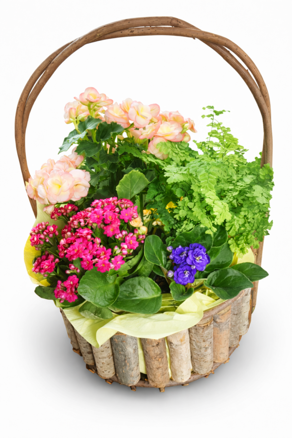 Plants in Basket