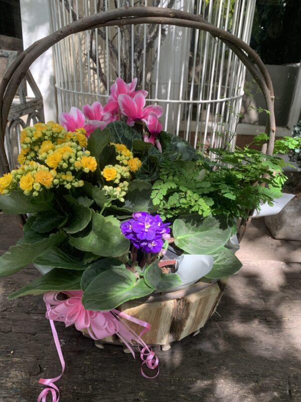 Plants in Basket