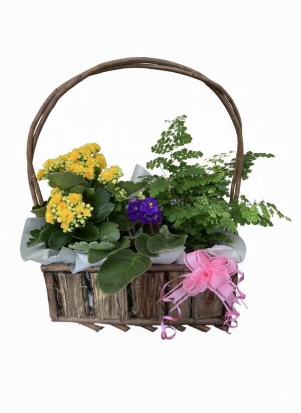 3 Plant Basket