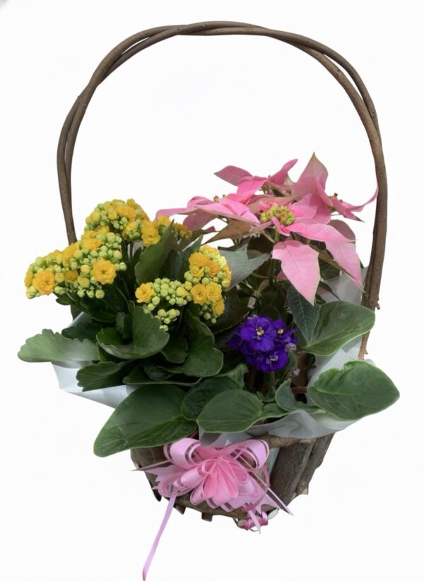 3 Plant Basket
