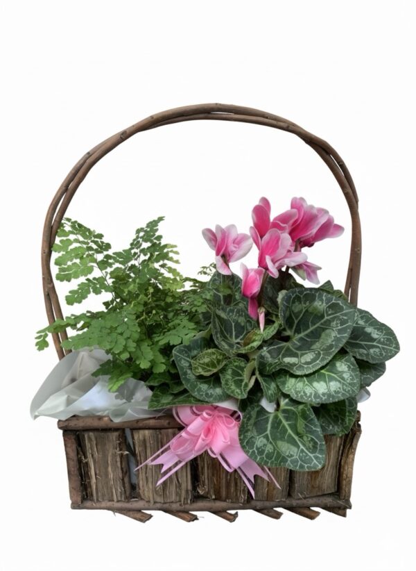 Mix Plant Basket